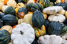 Courbis Variétés Patisson, Sweet Dumpling, Accorn et Halloween sur Dieter Meyer