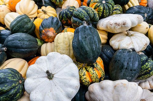 Kurbis-variëteiten Patisson, Sweet Dumpling, Accorn en Halloween