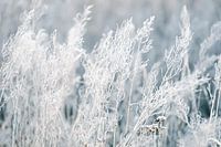 Bevroren planten