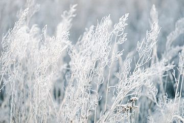 Plantes congelées sur Mark Damhuis