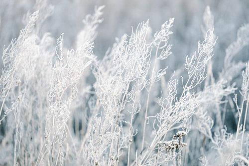 Bevroren planten