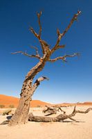 Dode Vormen - De Reacher