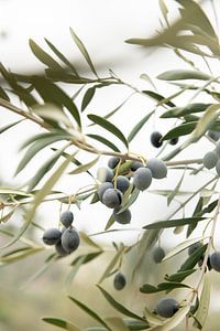 Olive Branch 2