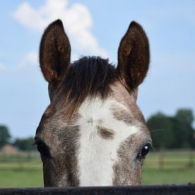 Nieuwsgierig paard von Fotografie Julie VdB