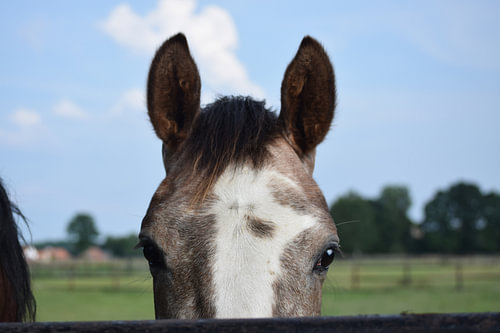 Nieuwsgierig paard