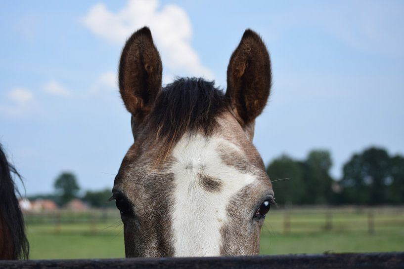 Nieuwsgierig paard par Fotografie Julie VdB