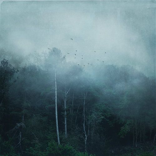 Nevelwoud in de herfst