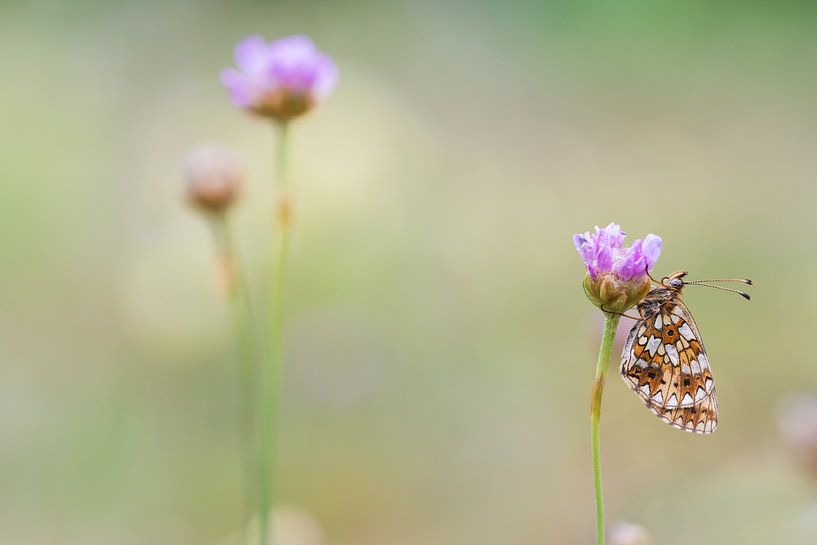 zilveren maan op engels gras by Francois Debets