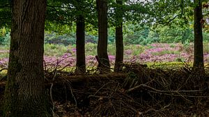 Westerheide