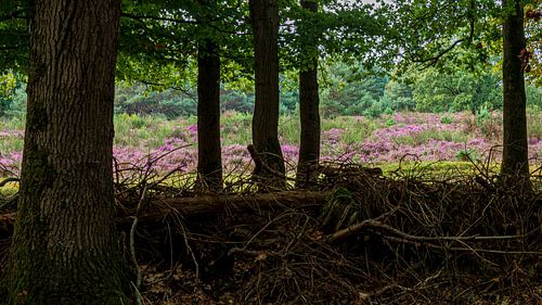 Westerheide