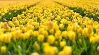 Tulpenveld in Noord-Holland van Keesnan Dogger Fotografie thumbnail