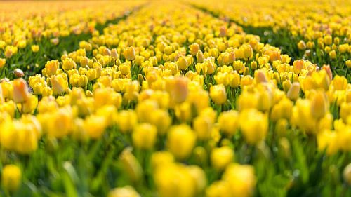 Tulpenveld in Noord-Holland