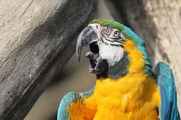 blue-yellow macaw (Ara ararauna) by Edwin Butter