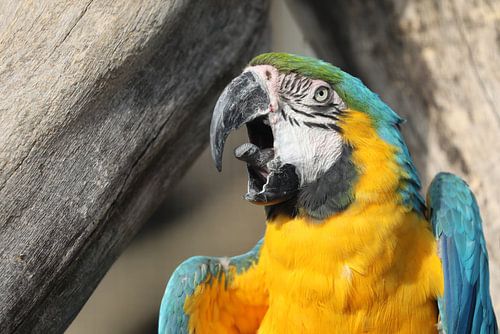 Blau-gelber Ara (Ara ararauna)