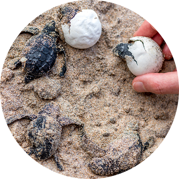 Kleine schildpadjes die net uit het ei geboren worden in Sri Lanka van Hein Fleuren
