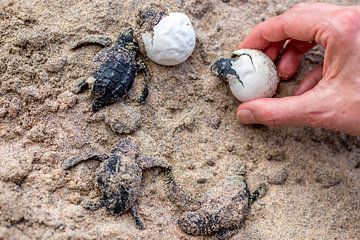 Kleine schildpadjes die net uit het ei geboren worden in Sri Lanka van Hein Fleuren