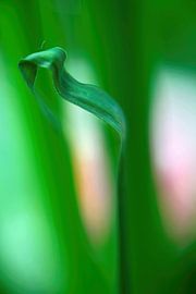 Tanz ins Licht von Annie Snel