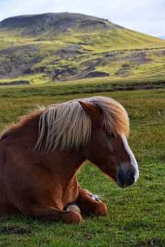 IJslands Paard van Maaike Hartgers