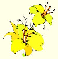 Lelie bloem