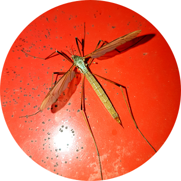 Langpootmug van Joelle van Buren