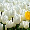 A yellow tulip among white tulips by Gerard de Zwaan