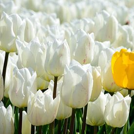 Een gele tulp tussen de witte tulpen van Gerard de Zwaan