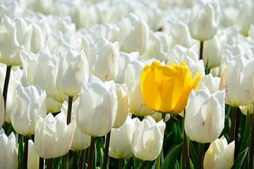 A yellow tulip among white tulips