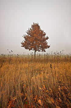 Arbre d'automne