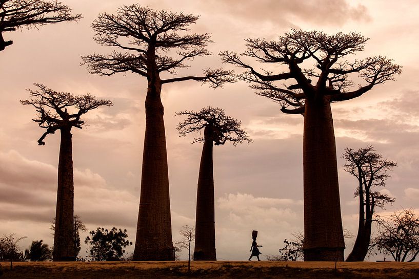 Madagascar par Dan Mirica
