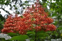 Fleur rouge en Indonésie