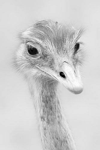 Portrait d'un nandu de Darwin (noir et blanc)
