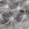 Abstracte zwart witte zweefkunst in de natuur van paardenbloem pluizen van Jolanda de Jong-Jansen