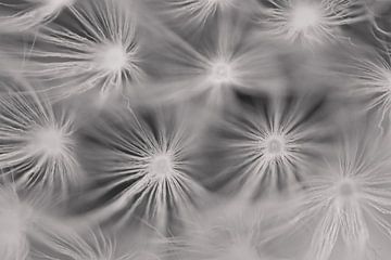 Abstract black and white floating art in nature of dandelion fluff by Jolanda de Jong-Jansen