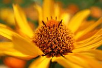 Yellow burst