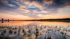 Starven sur Harold van den Hurk