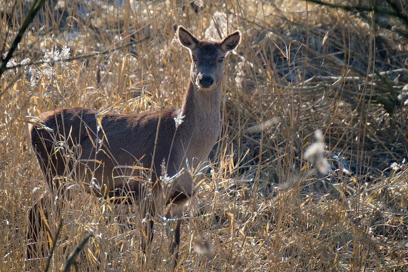 Hertje by Joke Beers-Blom