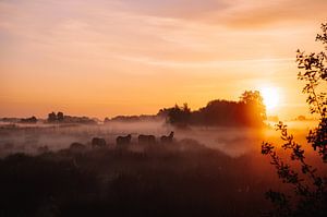 Zonsopkomst tussen de paarden van Kirsten - Where She Goes