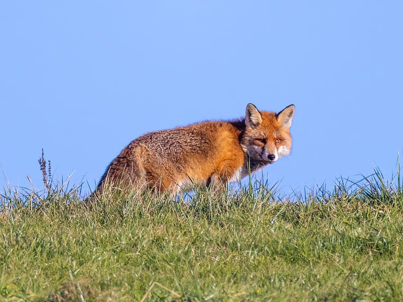 A fox basks in the sun by Teresa Bauer