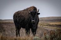 Bizon in Yellowstone National Park van Nicole Geerinck thumbnail