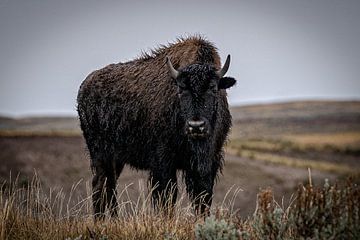 Bison in Yellowstone National Park by Nicole Geerinck