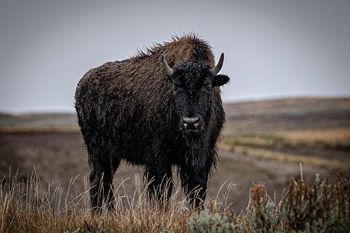 Bizon in Yellowstone National Park