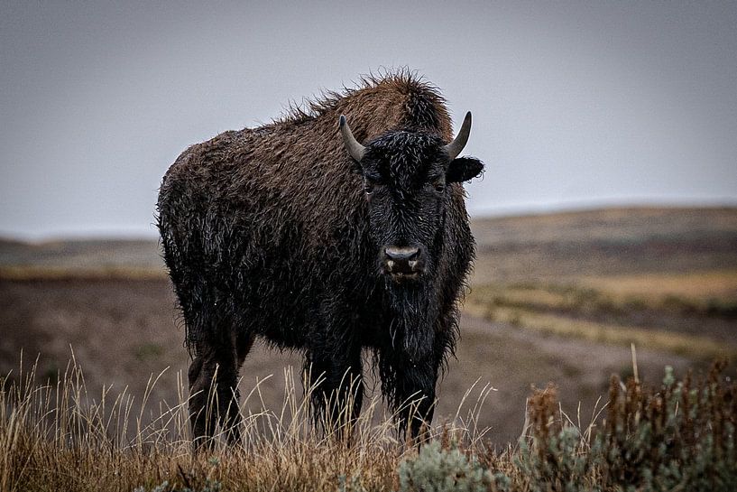 Bisons im Yellowstone-Nationalpark von Nicole Geerinck