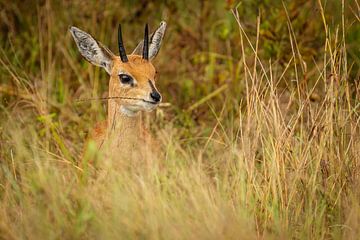 funny steenbok by Meleah Fotografie