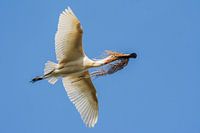 Lepelaar met nestmateriaal