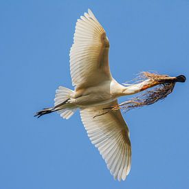 Lepelaar met nestmateriaal van Stephan Scheffer