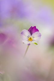 Violet by Janny Kleijn