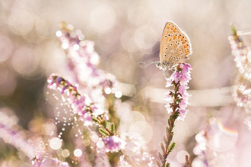 In heather dreams van Francois Debets