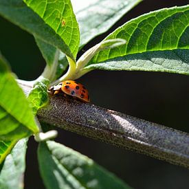 Ladybug (lieveheersbeestje) van Madelinde Maassen