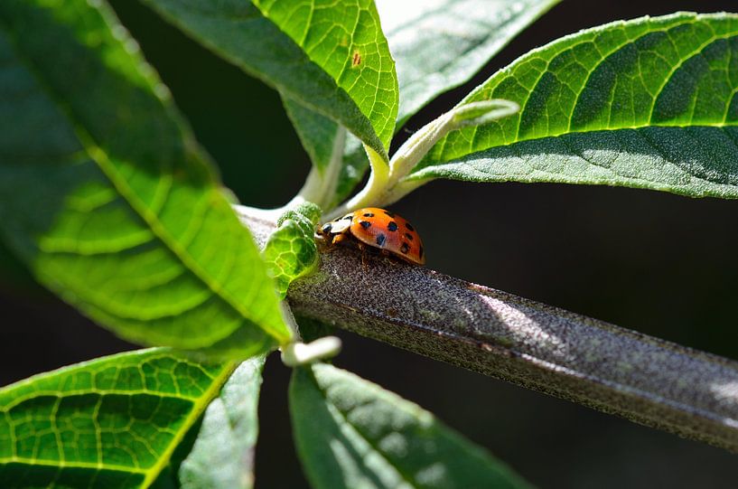Ladybug (lieveheersbeestje) von Madelinde Maassen