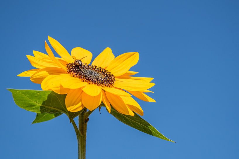 Sunflower with bee against a blue sky by Jan Poppe